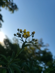 Callaeum macropterum