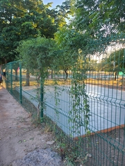 Callaeum macropterum