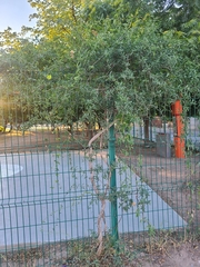 Callaeum macropterum