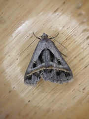 Acantholipes trimeni