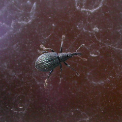 Ischnopterapion virens