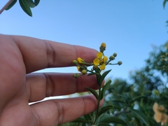 Callaeum macropterum