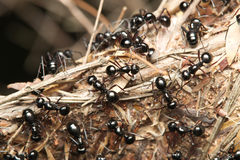 Polyrhachis australis