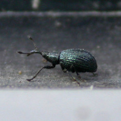 Ischnopterapion virens