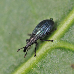 Perapion violaceum