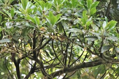 Phylloscopus grammiceps