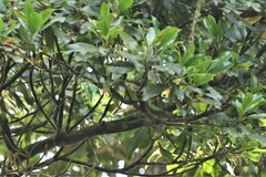 Phylloscopus grammiceps