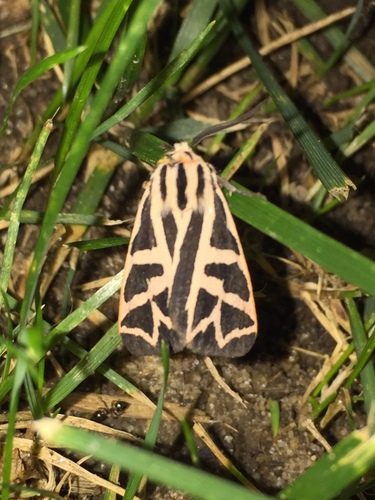 Phyllira Tiger Moth photo 2
