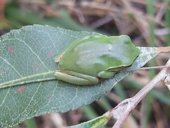 Ranoidea phyllochroa