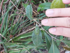 Ranoidea phyllochroa