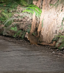 Thylogale billardierii