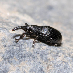 Synapion ebeninum