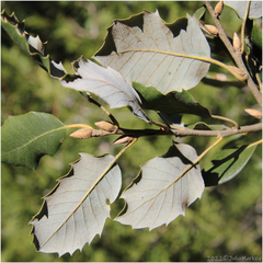 Quercus chrysolepis