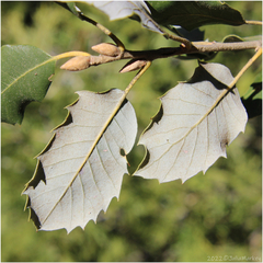 Quercus chrysolepis
