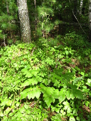 Actaea cimicifuga