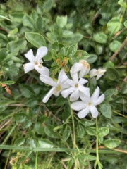Jasminum angulare