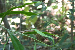Ancistrocladus heyneanus