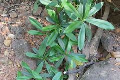Ancistrocladus heyneanus