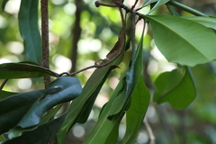 Ancistrocladus heyneanus