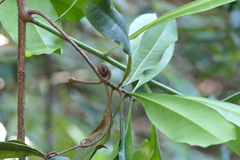 Ancistrocladus heyneanus