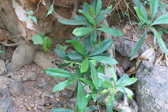 Ancistrocladus heyneanus
