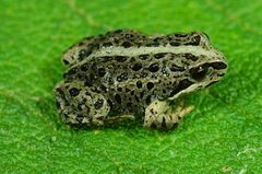 Pleurodema marmoratum