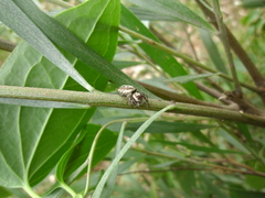 Opisthoncus serratofasciatus