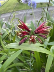 Alstroemeria psittacina