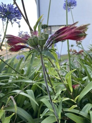 Alstroemeria psittacina