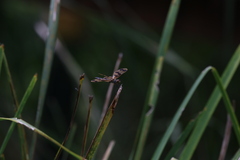 Rhyothemis graphiptera