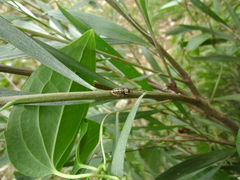 Opisthoncus serratofasciatus