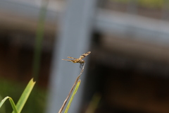 Rhyothemis graphiptera