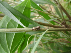 Opisthoncus serratofasciatus