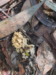 Phallomycetidae