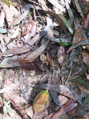 Phallomycetidae