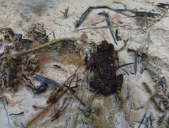 Ingerophrynus divergens