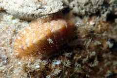 Rhyssoplax tricostalis