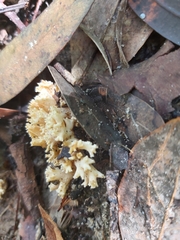 Phallomycetidae