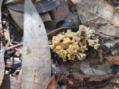 Phallomycetidae
