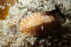 Rhyssoplax tricostalis