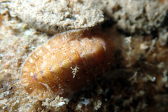 Rhyssoplax tricostalis