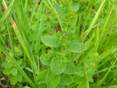 Hypericum maculatum maculatum