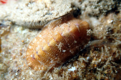 Rhyssoplax tricostalis