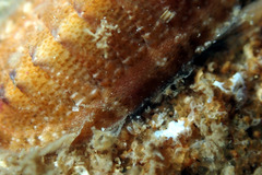 Rhyssoplax tricostalis