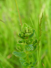Hypericum maculatum maculatum