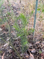 Acacia verticillata