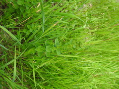 Hypericum maculatum maculatum