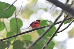 Pericrocotus miniatus