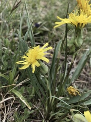 Takhtajaniantha austriaca