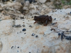 Ingerophrynus divergens